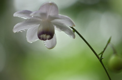 六甲高山植物園