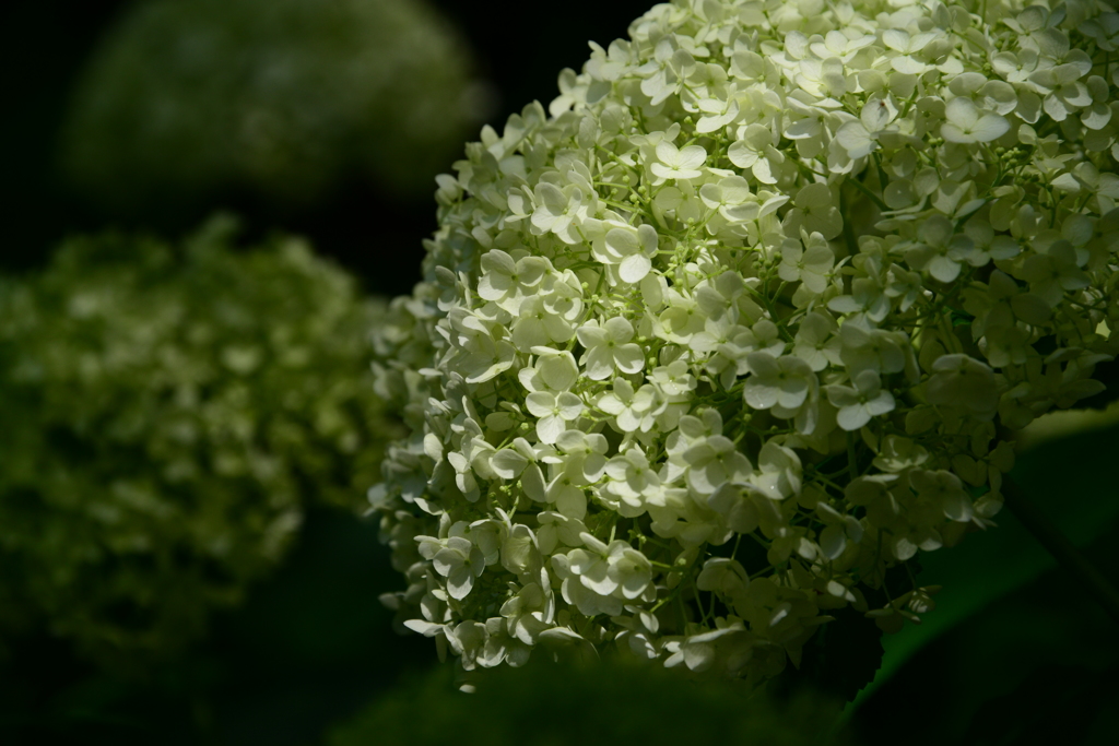 神戸市立森林植物園