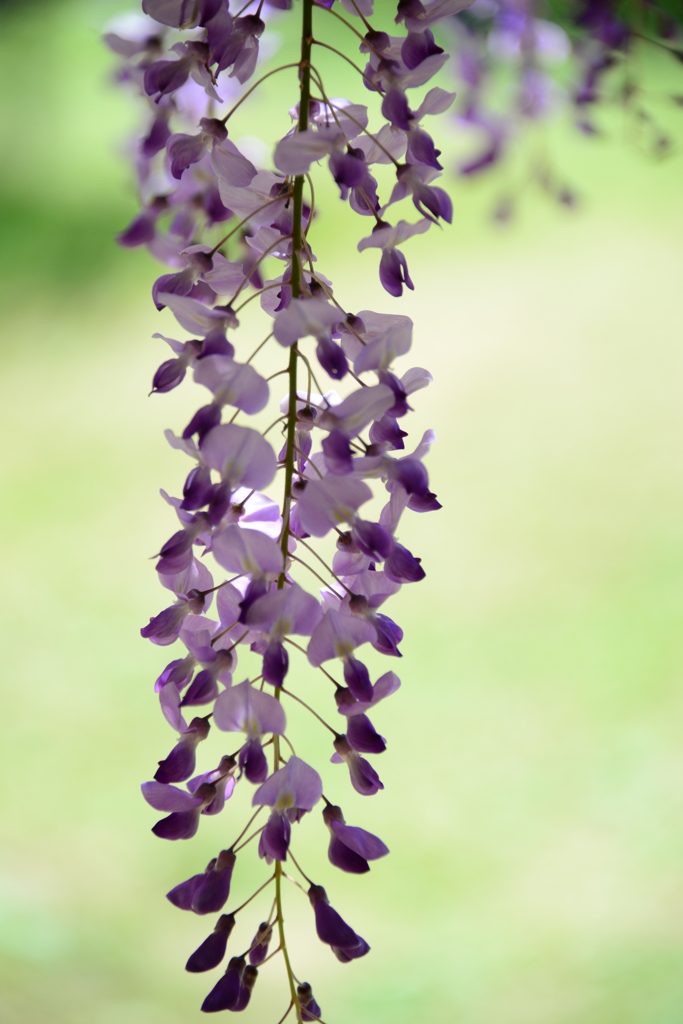 白井大町藤公園