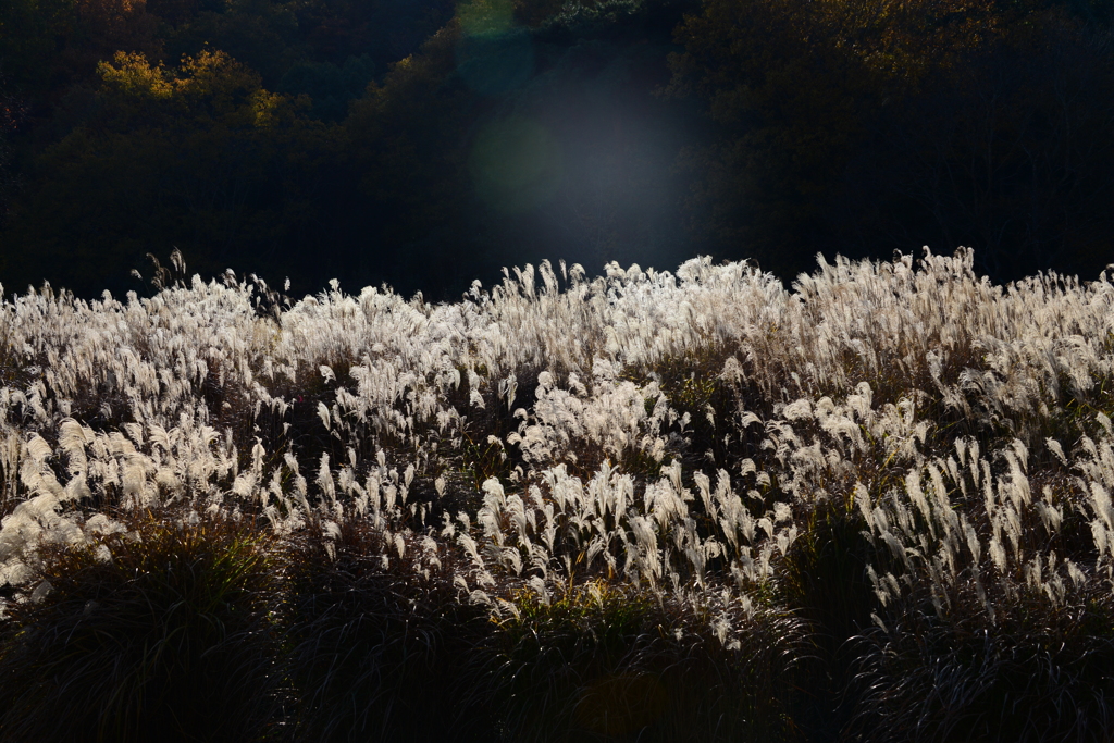 三木山森林公園