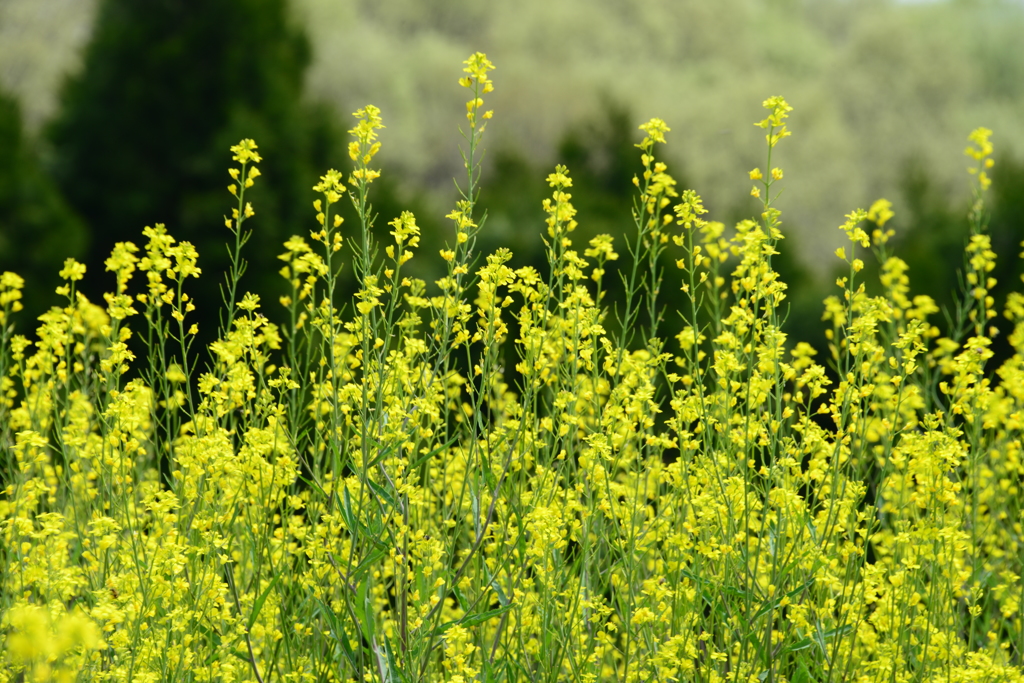 奈義町（岡山県）の菜の花畑（八）