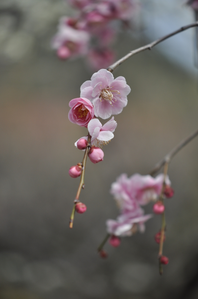 DSC_9104（岡山県備前市）