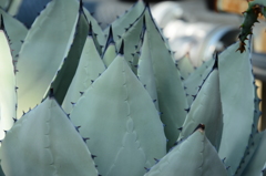 手柄山温室植物園