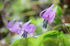 弦谷カタクリの花群落