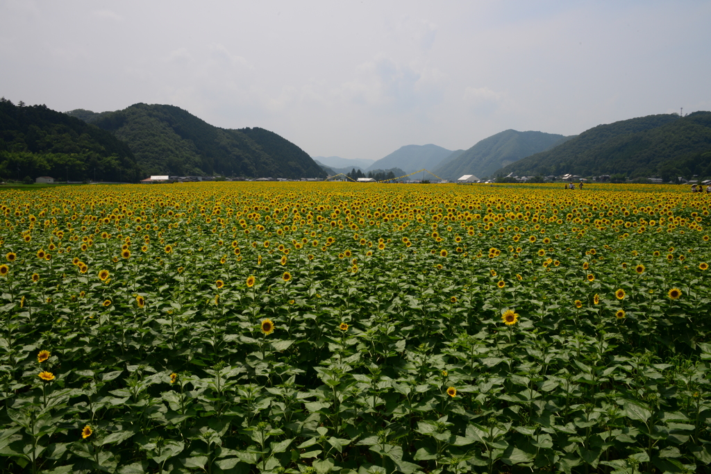佐用町林崎地区（五）
