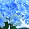 紫陽花日記４