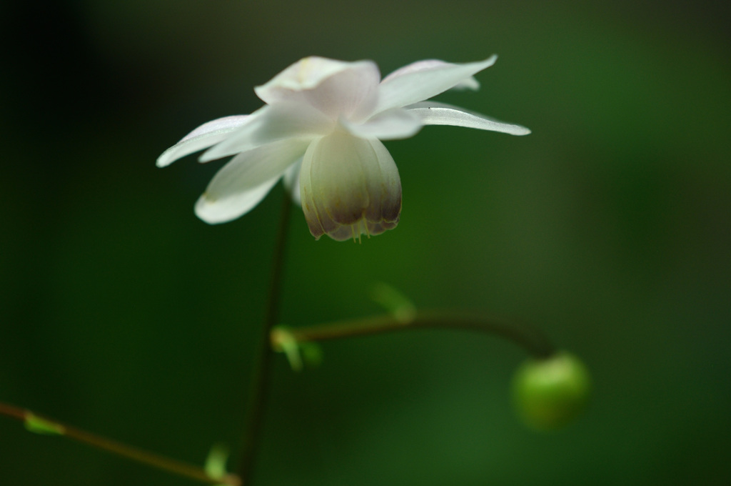 六甲高山植物園