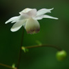 六甲高山植物園
