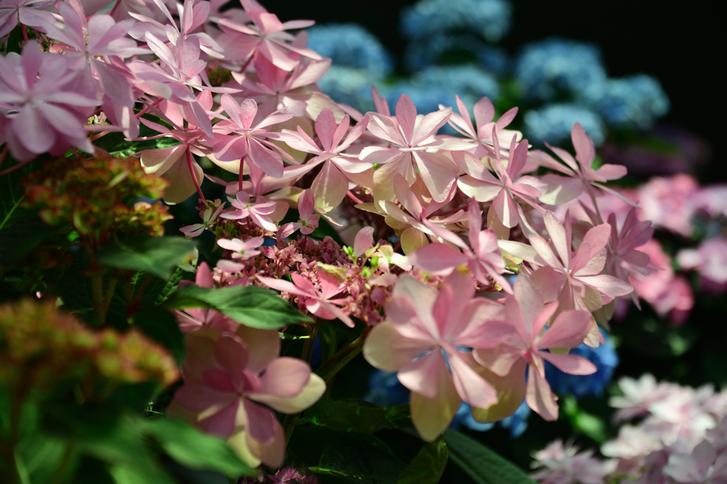 手柄山温室植物園