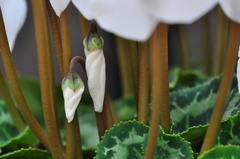 手柄山温室植物園