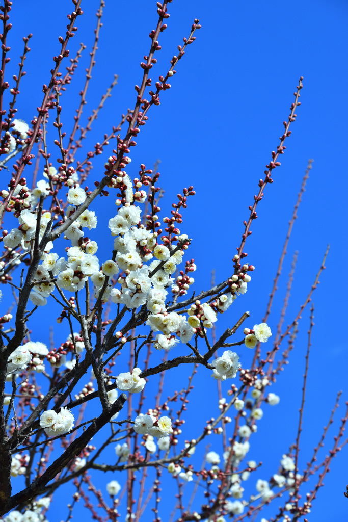 御津自然観察公園（世界の梅公園）