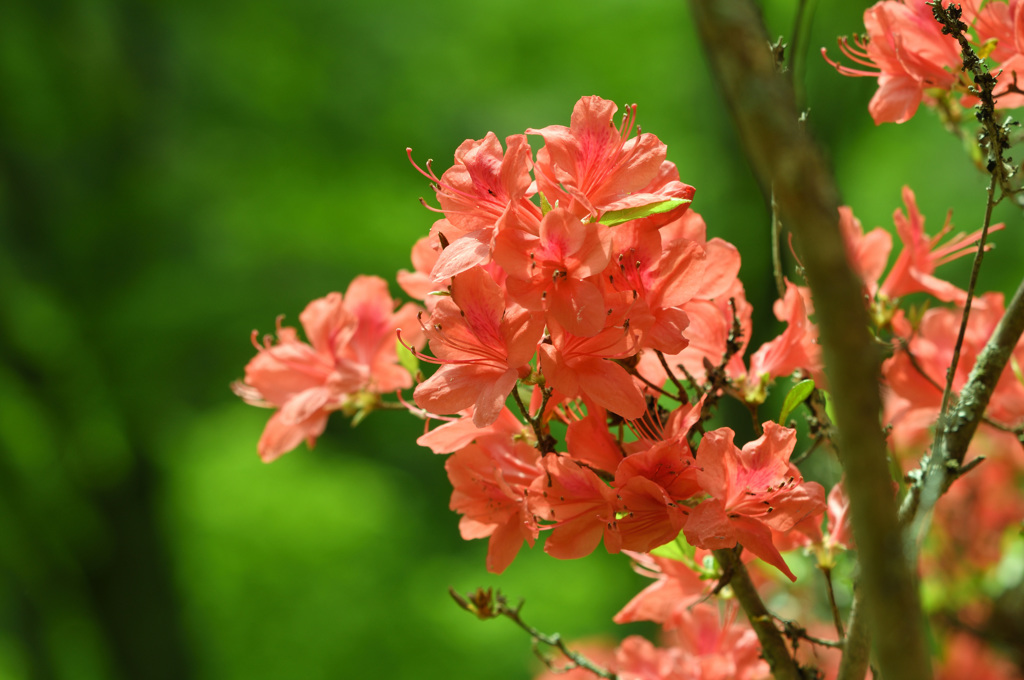 神戸市立森林植物園