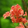 神戸市立森林植物園