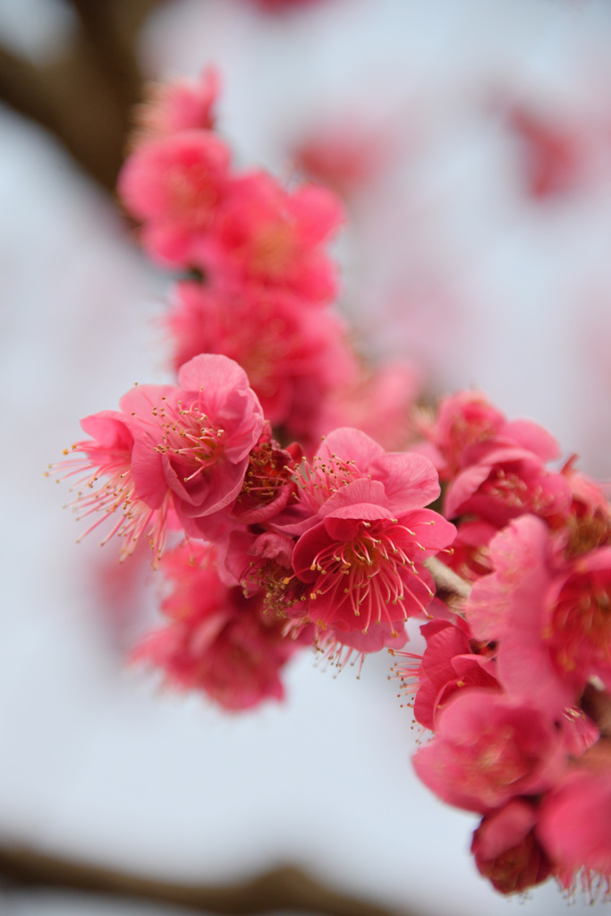 神崎梅園（岡山県）