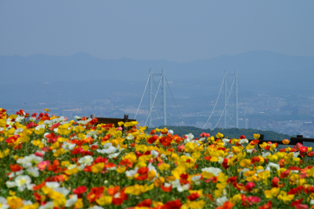 あわじ花さじき（八）