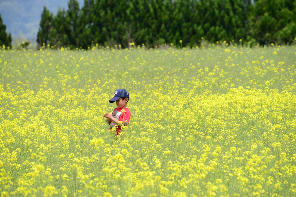 奈義町（岡山県）の菜の花畑（四）