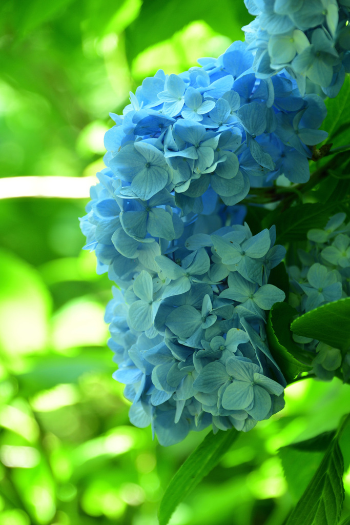 六甲高山植物園