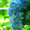 六甲高山植物園