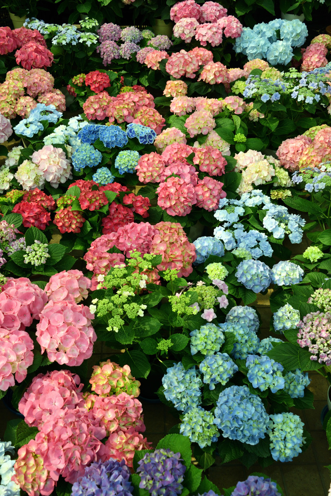 手柄山温室植物園