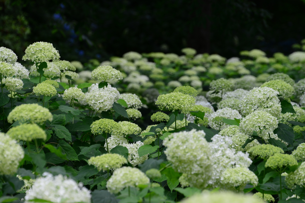 神戸市立森林植物園