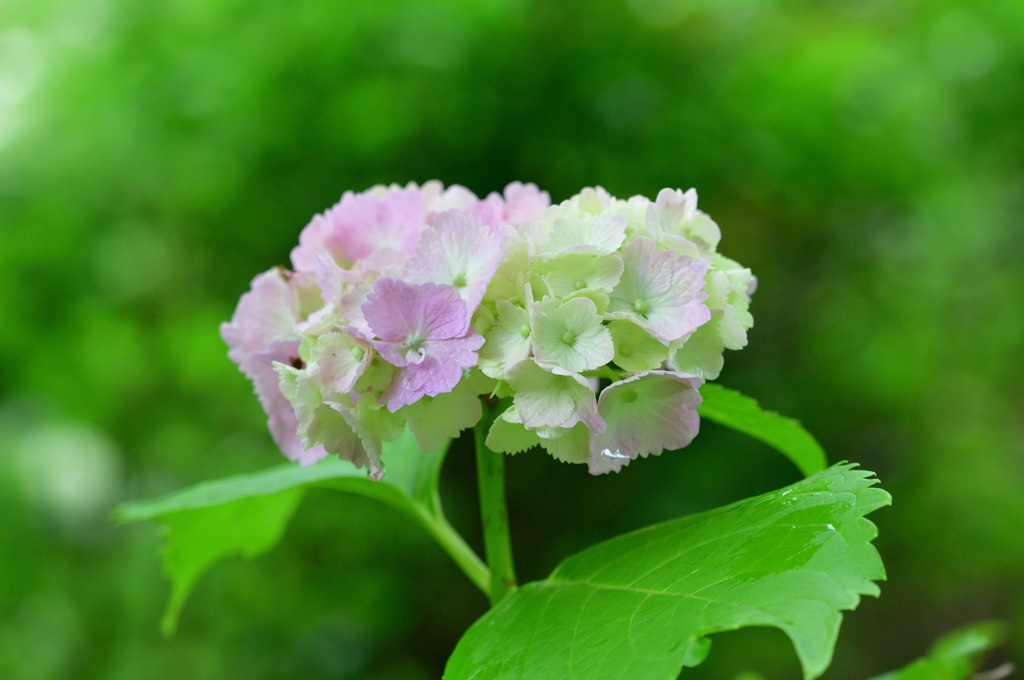 美咲花山園