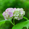 美咲花山園