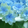 紫陽花日記３