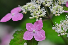 六甲高山植物園