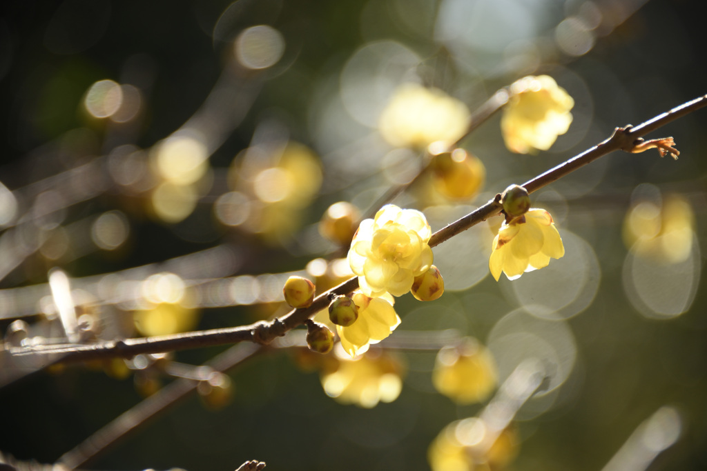 須磨離宮公園