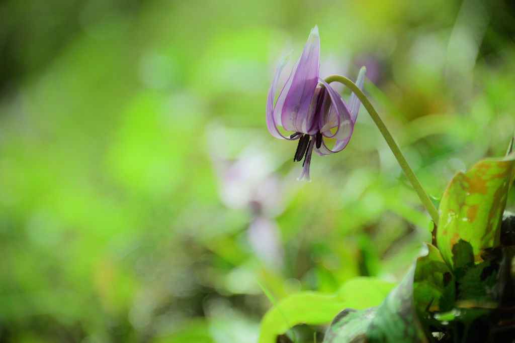 弦谷カタクリの花群落