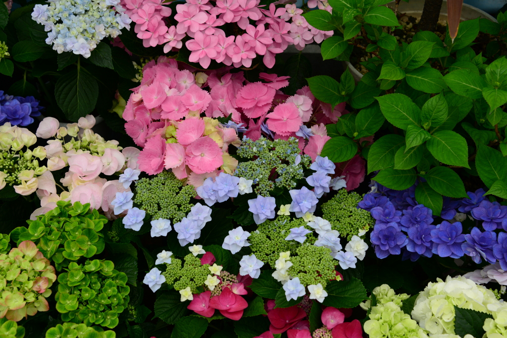 手柄山温室植物園