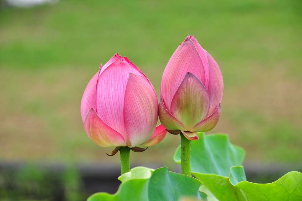 平池公園（兵庫県加東市）