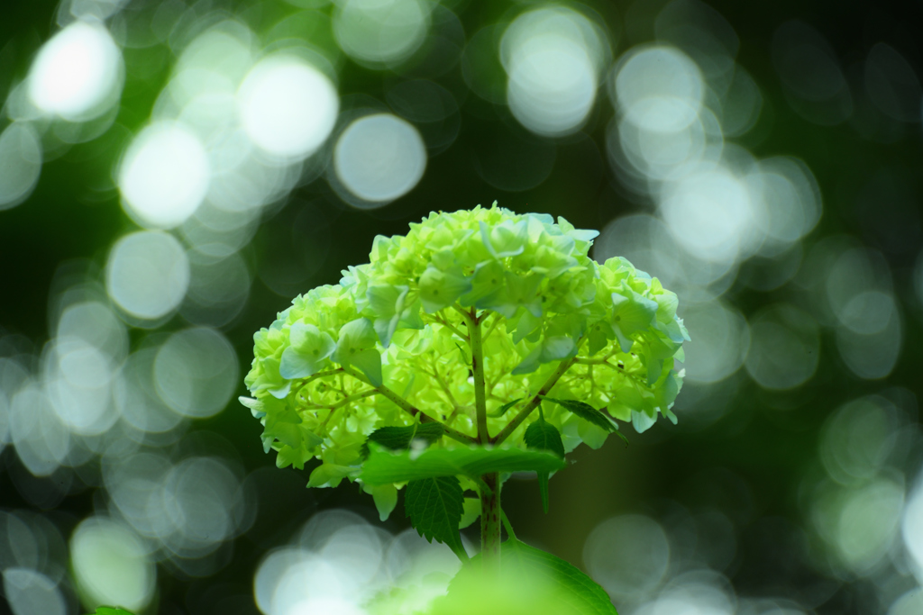 神戸市立森林植物園