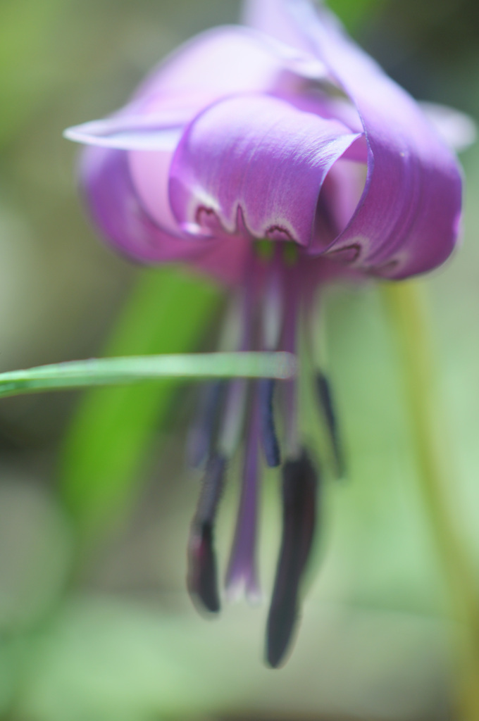 弦谷カタクリの花群落