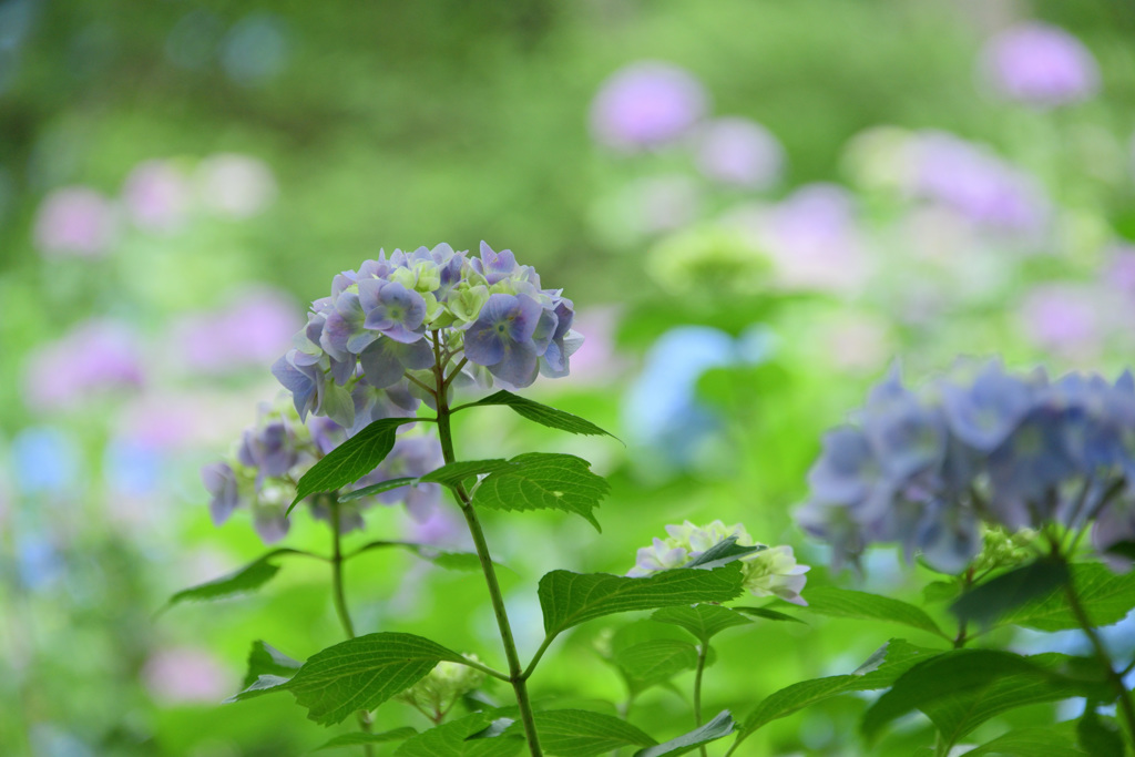 神戸市立森林植物園