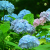 六甲高山植物園