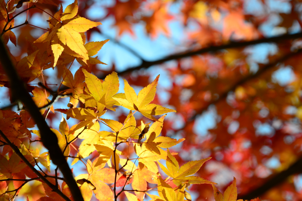 龍野公園紅葉谷（弐）