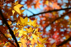 龍野公園紅葉谷（弐）