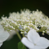 六甲高山植物園