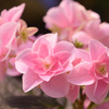 紫陽花日記５