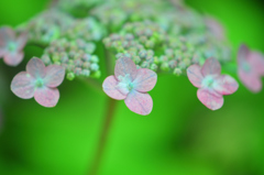 神戸市立森林植物園