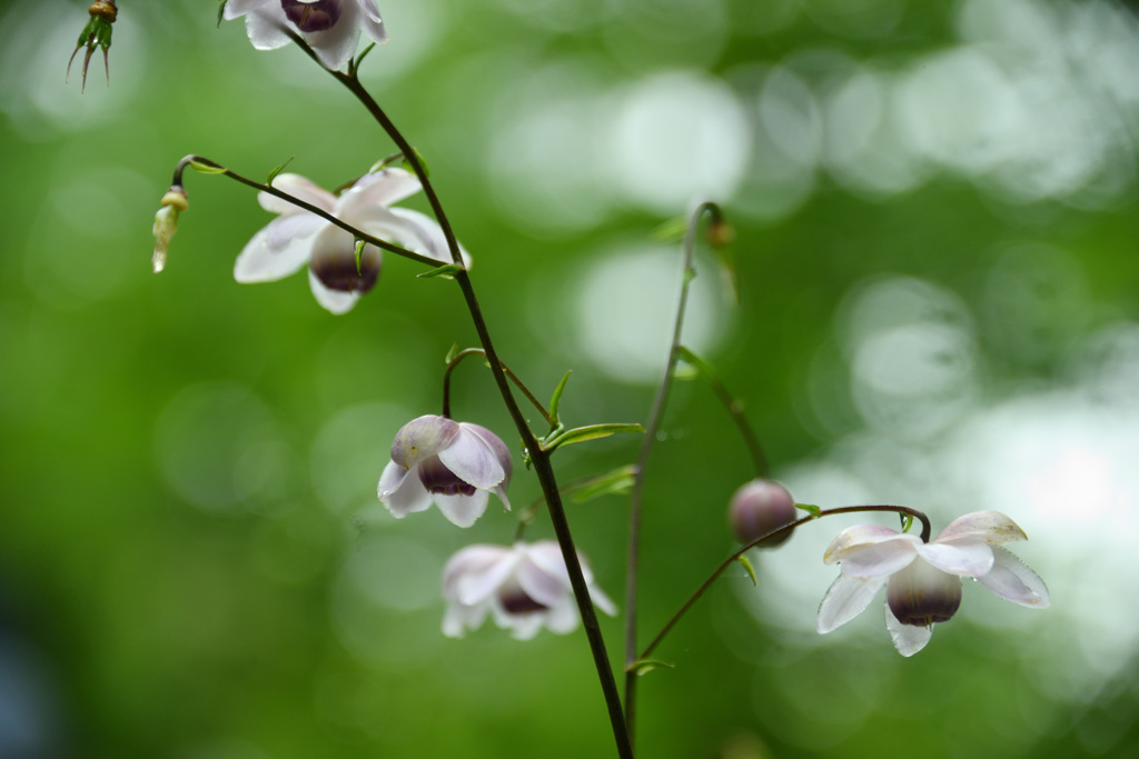 六甲高山植物園