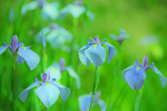 西新宿おじいちゃんとおばあちゃんの花しょうぶ園（佐用町）