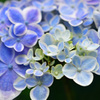美咲花山園