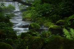 奥大山木谷沢渓流