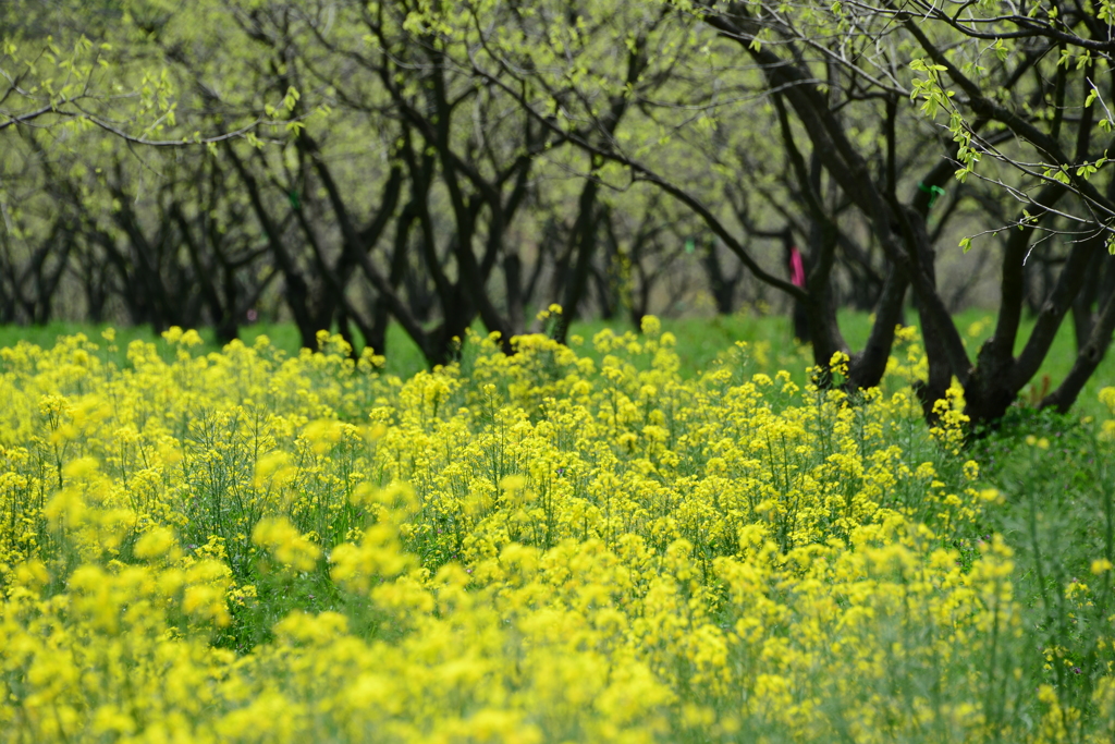 奈義町（岡山県）の菜の花畑（七）