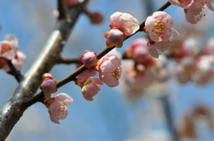 梅の里公園（岡山県）