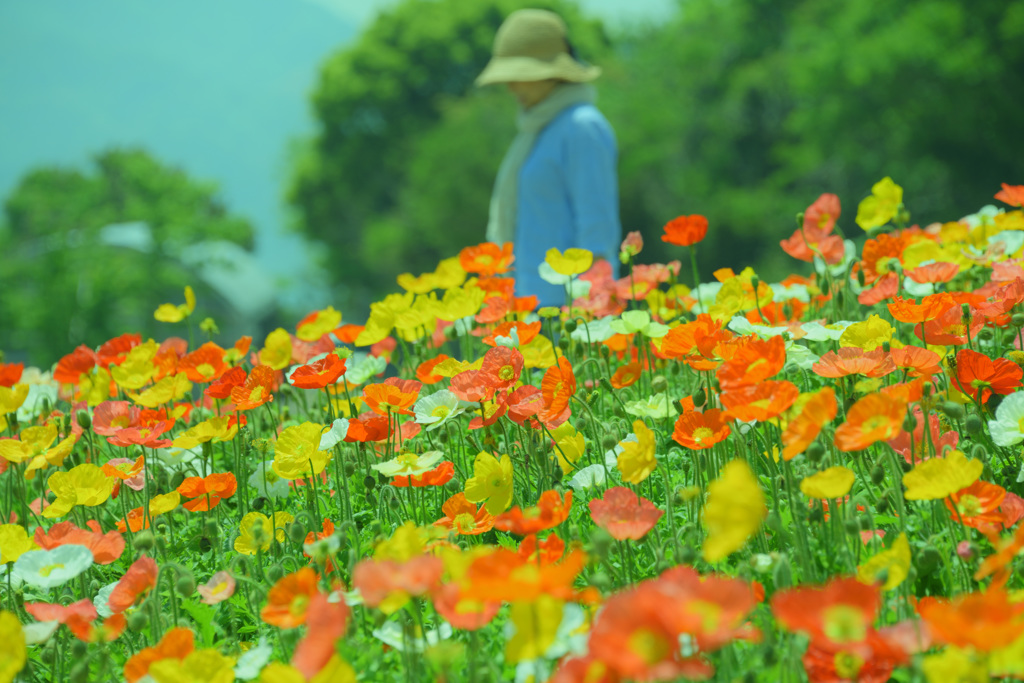 あわじ花さじき