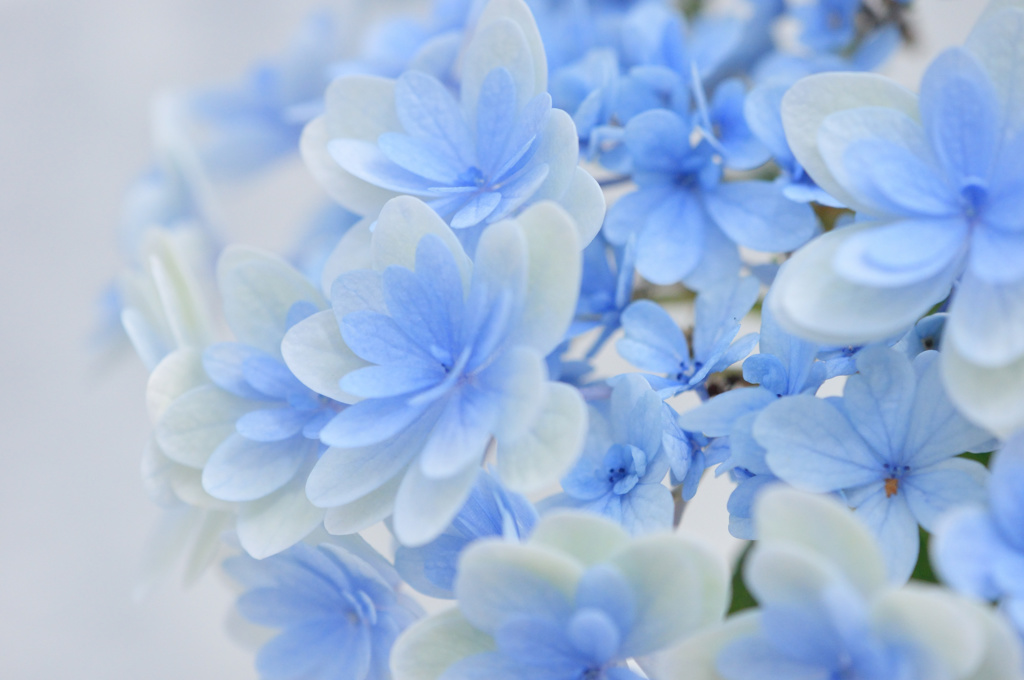 紫陽花日記２