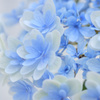 紫陽花日記２